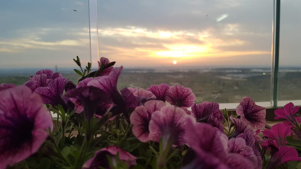 פרחים בקורונה